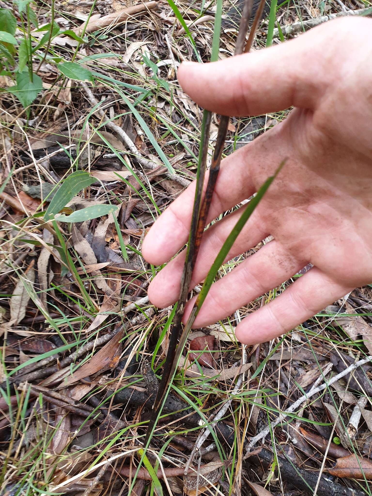 Image of Haemodorum austroqueenslandicum Domin