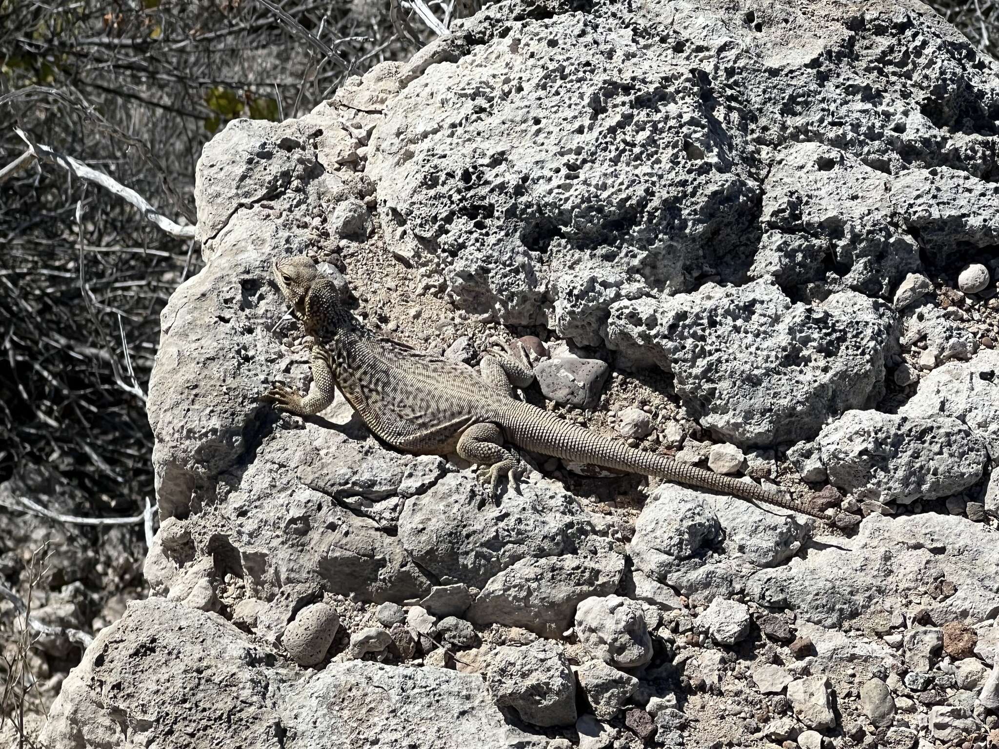 Image of Monserrat Chuckwalla