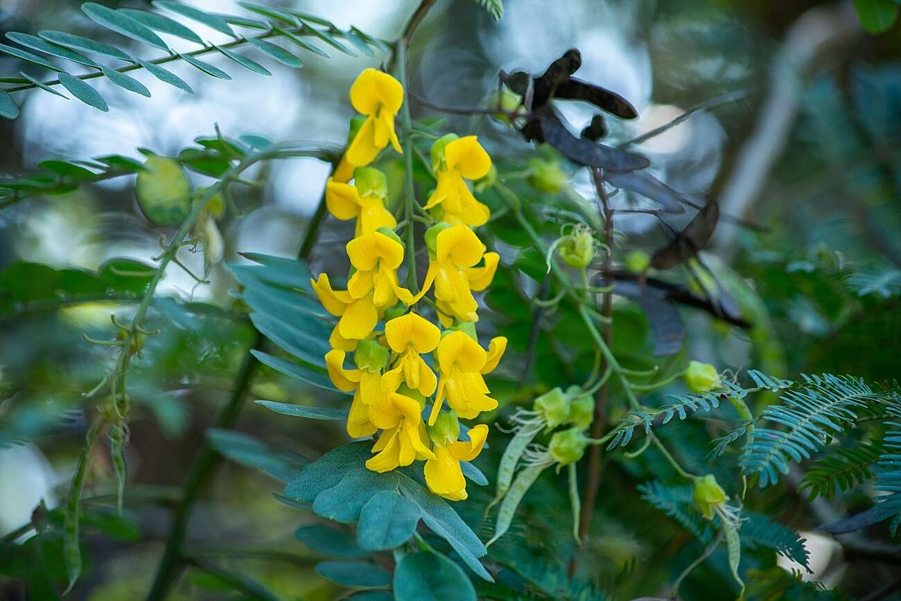 Imagem de Calpurnia aurea (Aiton) Benth.