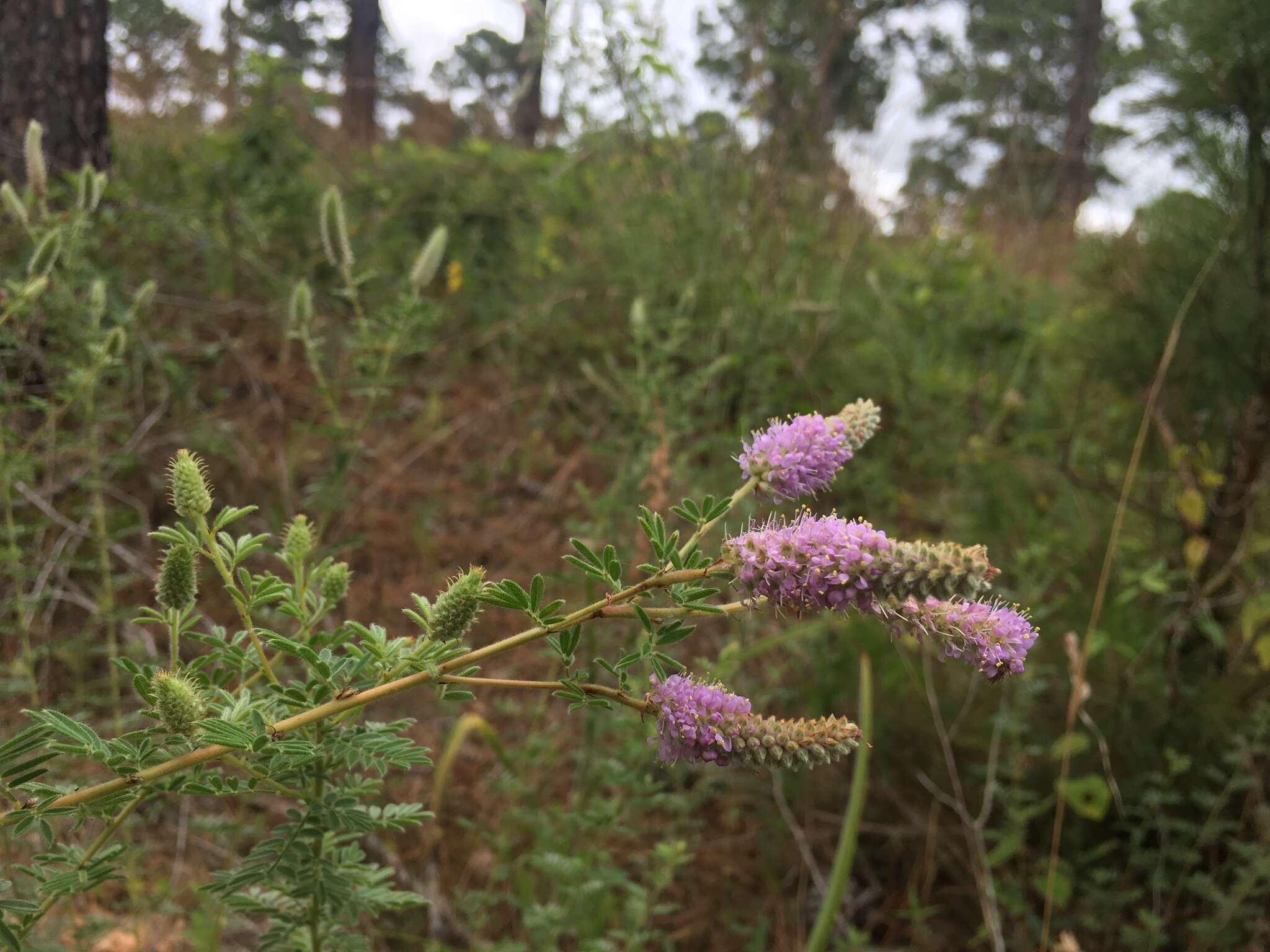 Image of silky prairie clover