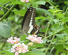 Image of Papilio demolion Cramer (1776)