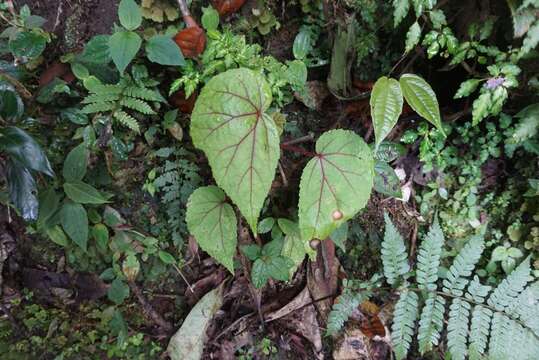 صورة Begonia parviflora Poepp. & Endl.