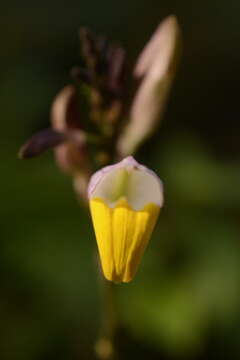 Gymnostachyum febrifugum Benth. resmi