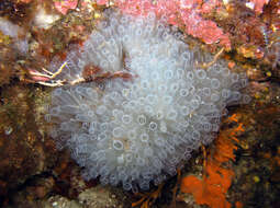 Image of football ascidian