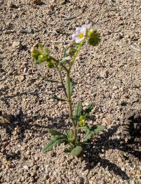 Image of shortlobe phacelia