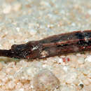 Image of Kampen&#39;s pipefish