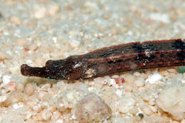 Image of Kampen&#39;s pipefish