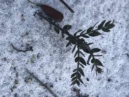 Image of Scrub Pinweed