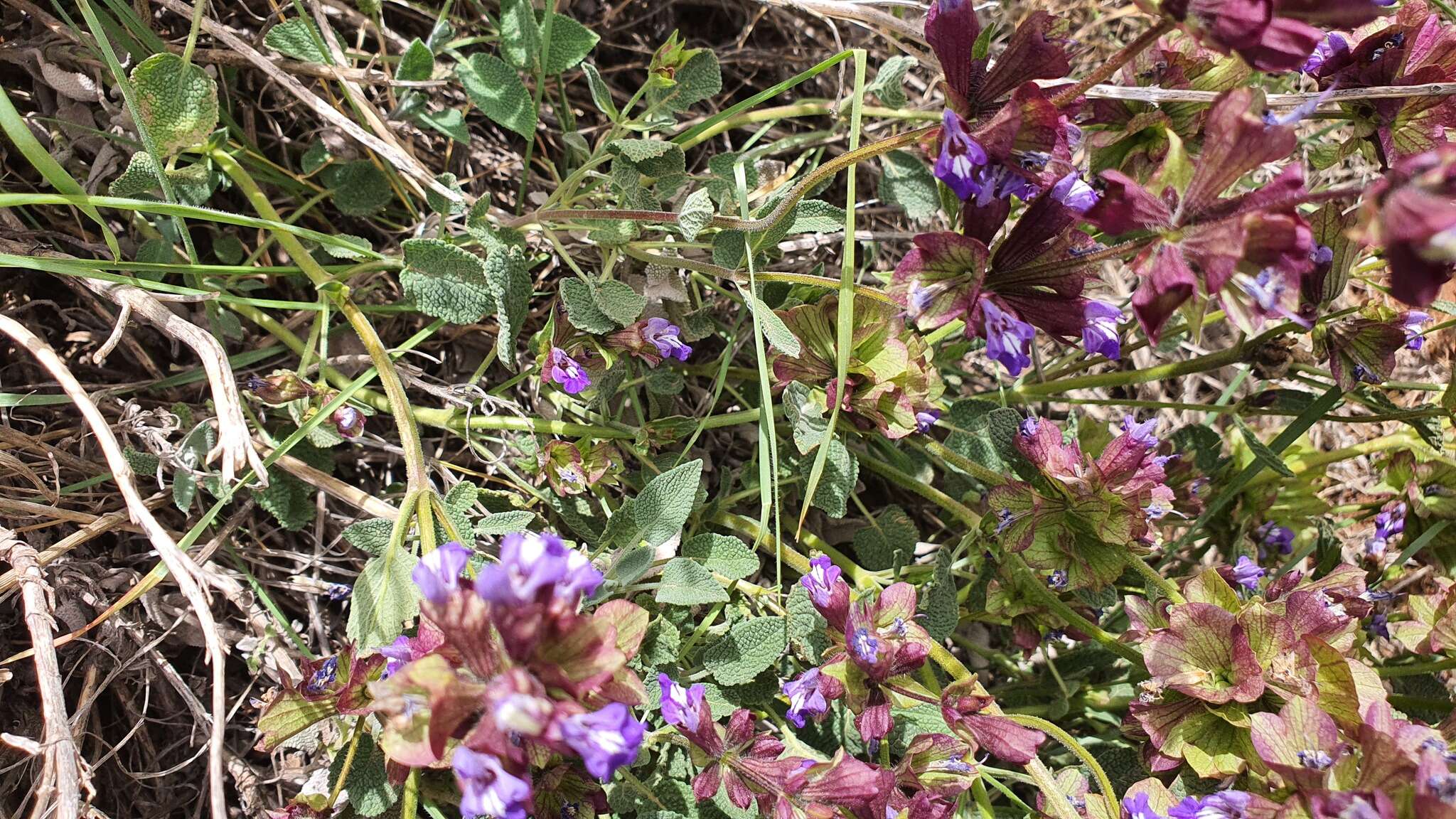 Image of Salvia multicaulis Vahl