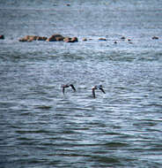 Image of Chinese Merganser