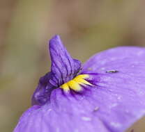 Image of Utricularia beaugleholei R. J. Gassin