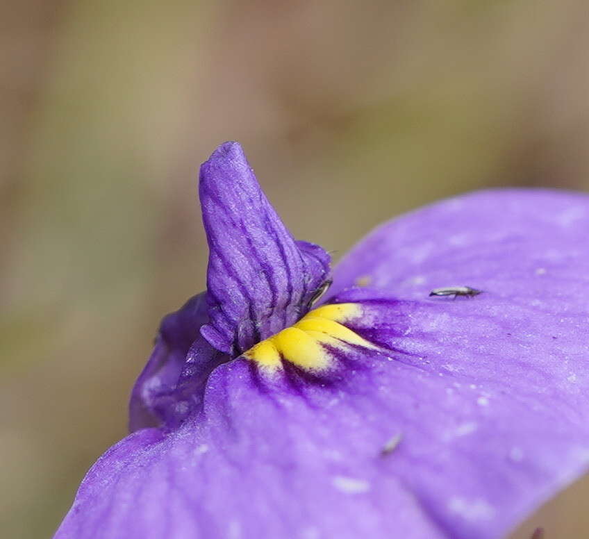 Image of Utricularia beaugleholei R. J. Gassin