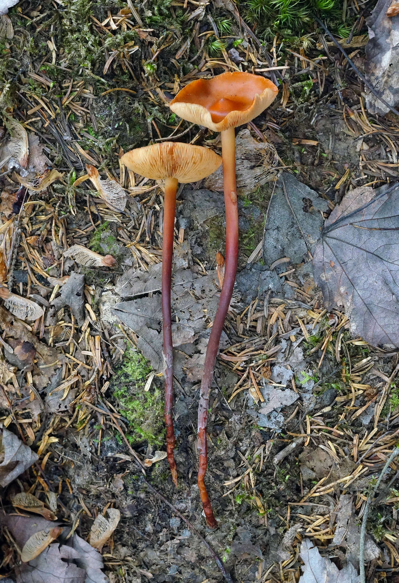 Phaeocollybia jennyae (P. Karst.) Romagn. 1944 resmi