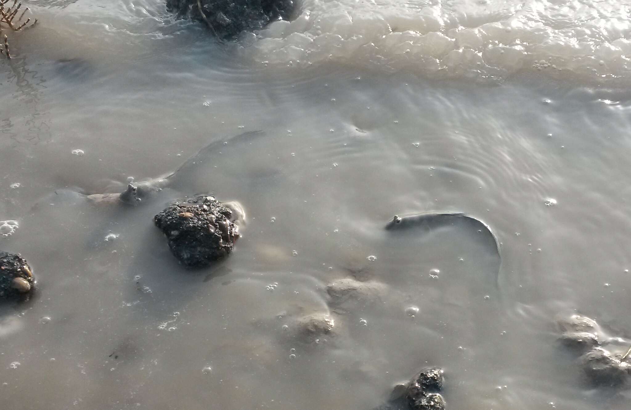 Image of Mud skipper