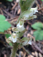 Image of Giant Rattlesnake-plantain