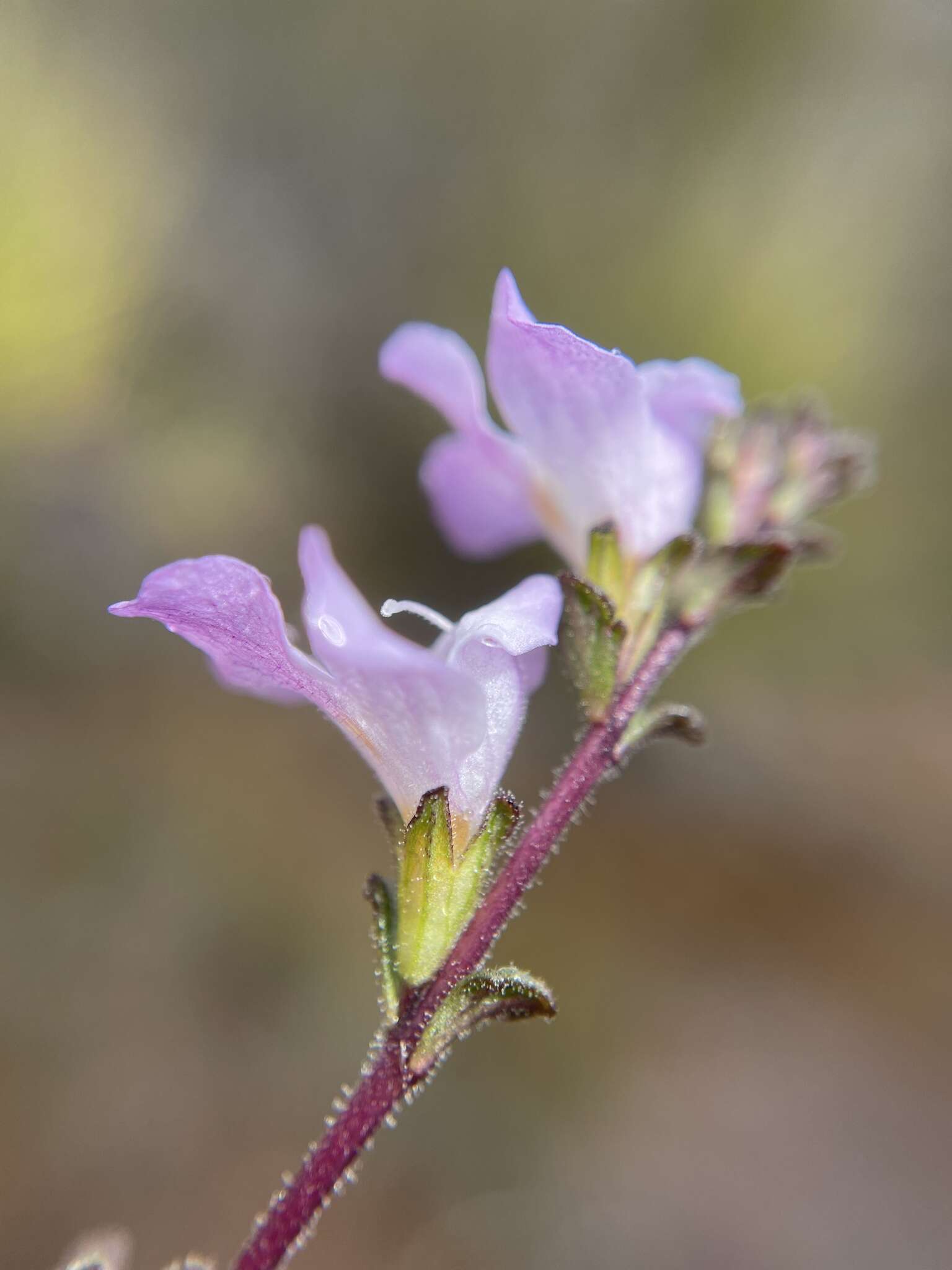 Imagem de Euphrasia amplidens W. R. Barker