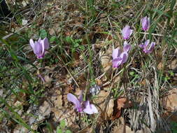 Image of baby cyclamen