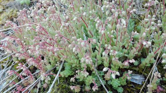 Image of Sedum hirsutum All.