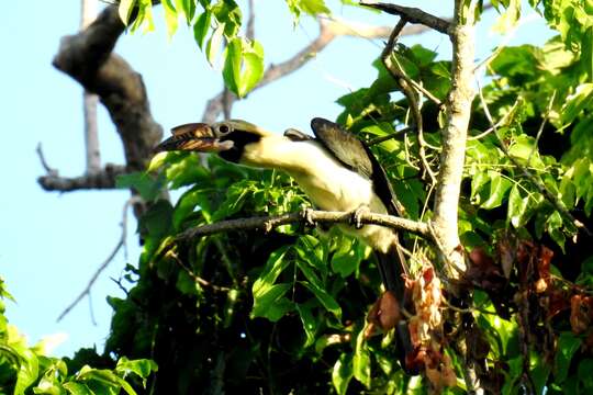 Image of Luzon Hornbill