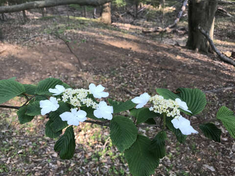 Image of Viburnum plicatum var. tomentosum (Thunb. ex Murray) Miq.