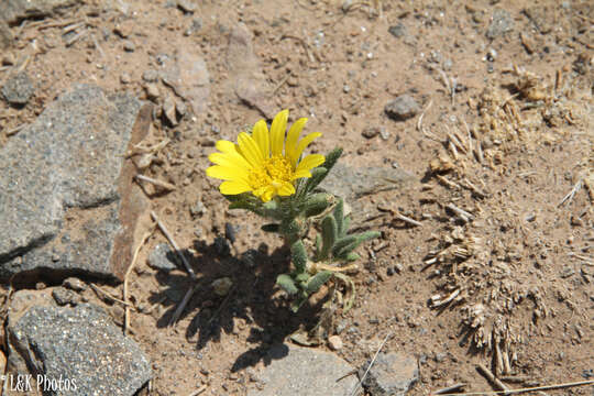 Image of Hirpicium gazanioides (Harv.) Roessler