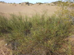 Image de Prosopis argentina Burkart