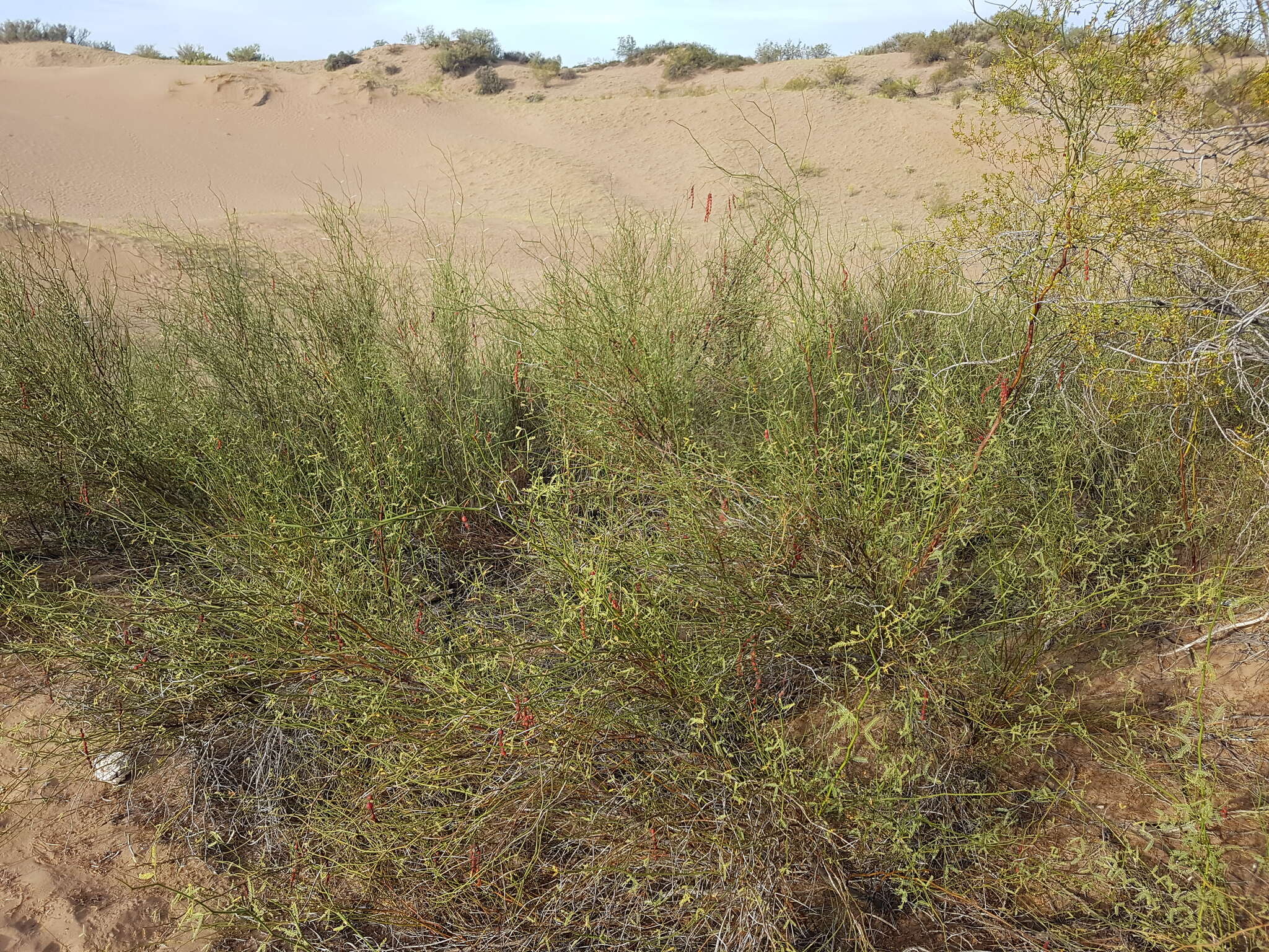 Image de Prosopis argentina Burkart