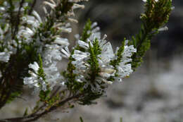 Plancia ëd Erica perspicua Wendl.