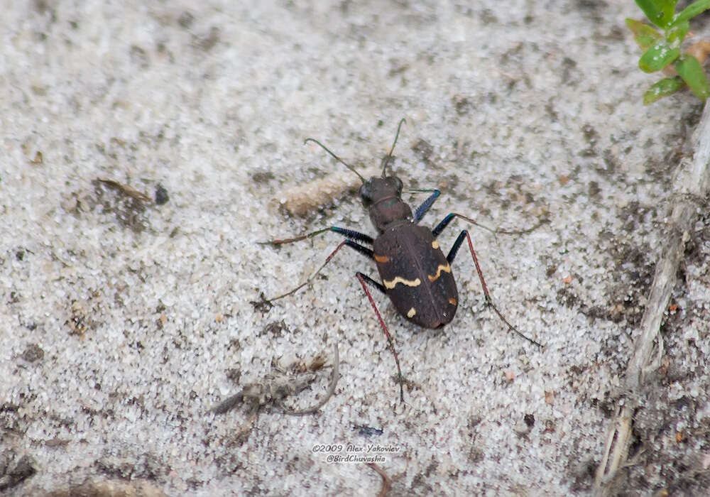 Image of Heath tiger beetle