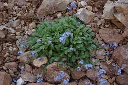 Image of Myosotis schistosa A. P. Khokhrjakov