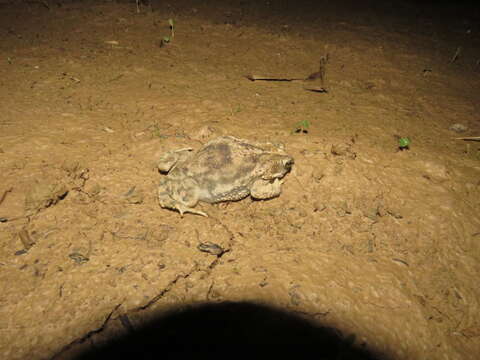 Image of Rhinella major (Müller & Hellmich 1936)