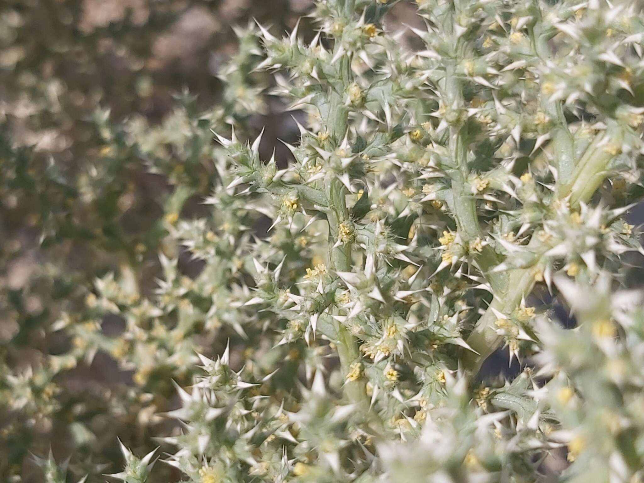 Imagem de Cornulaca aucheri Moq.