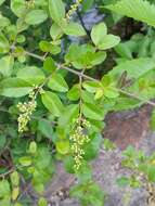 Image of Chinese privet