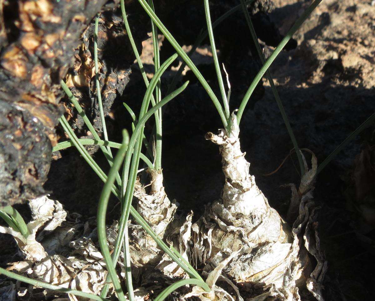 Image of Albuca caudata Jacq.