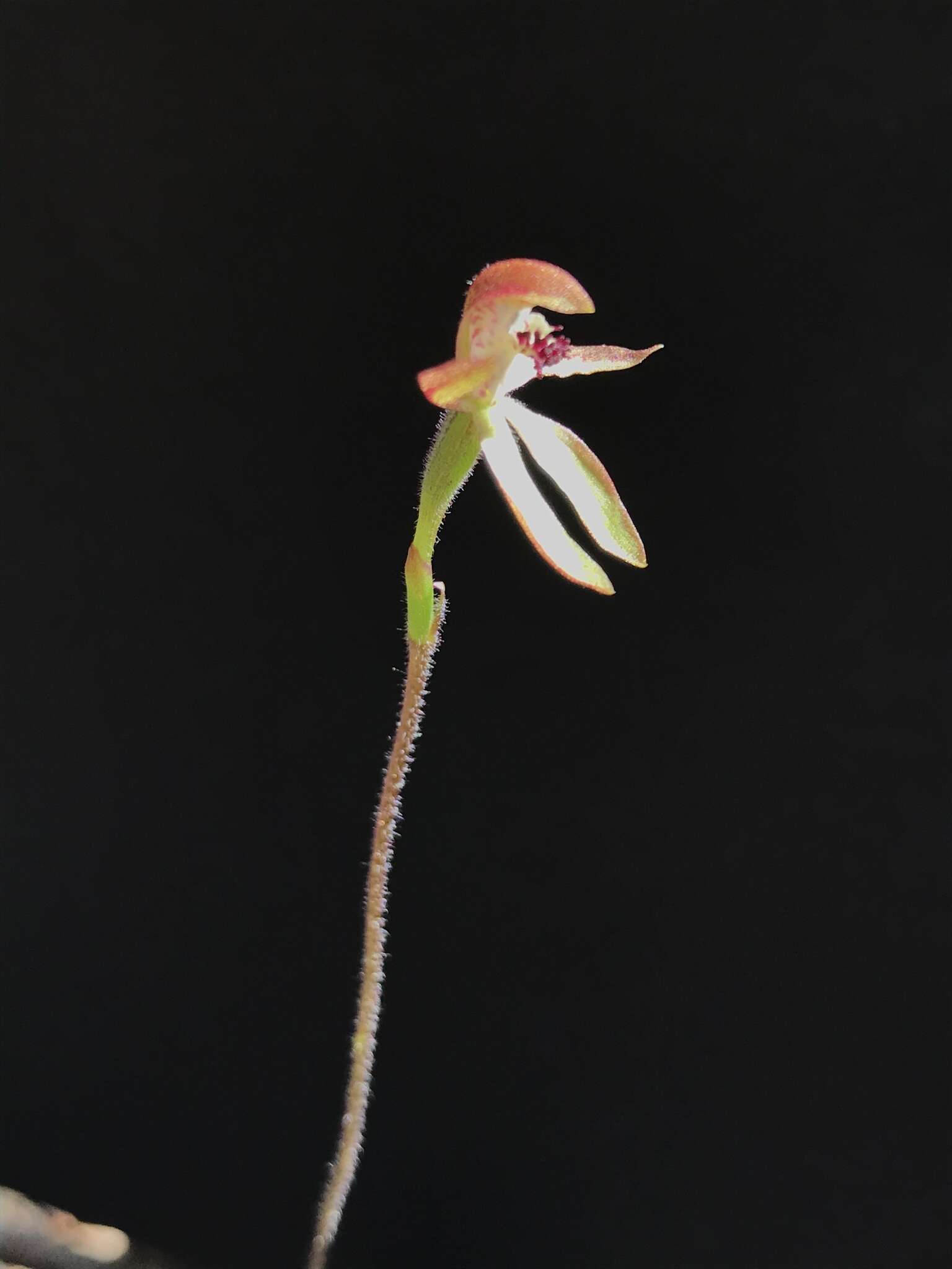 Plancia ëd Caladenia transitoria D. L. Jones