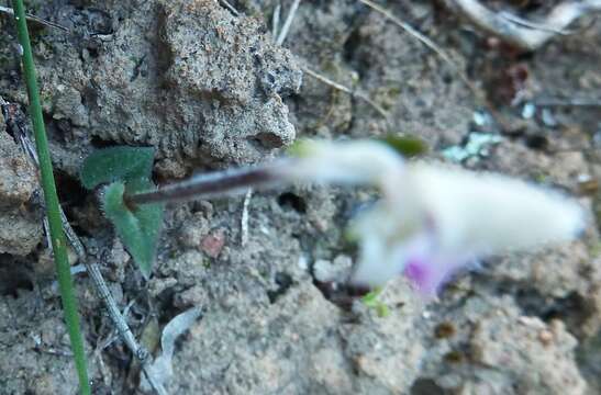 Disperis macowanii Bolus的圖片