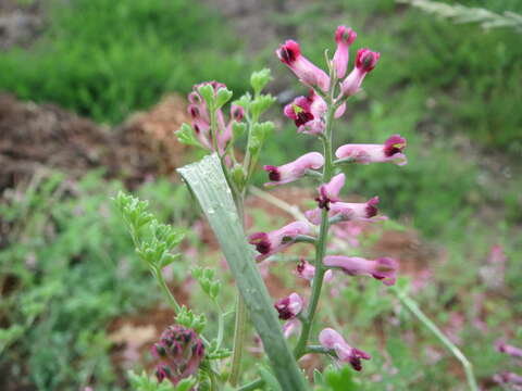 Plancia ëd Fumaria officinalis L.