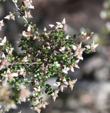 Image of Pultenaea gunnii subsp. tuberculata