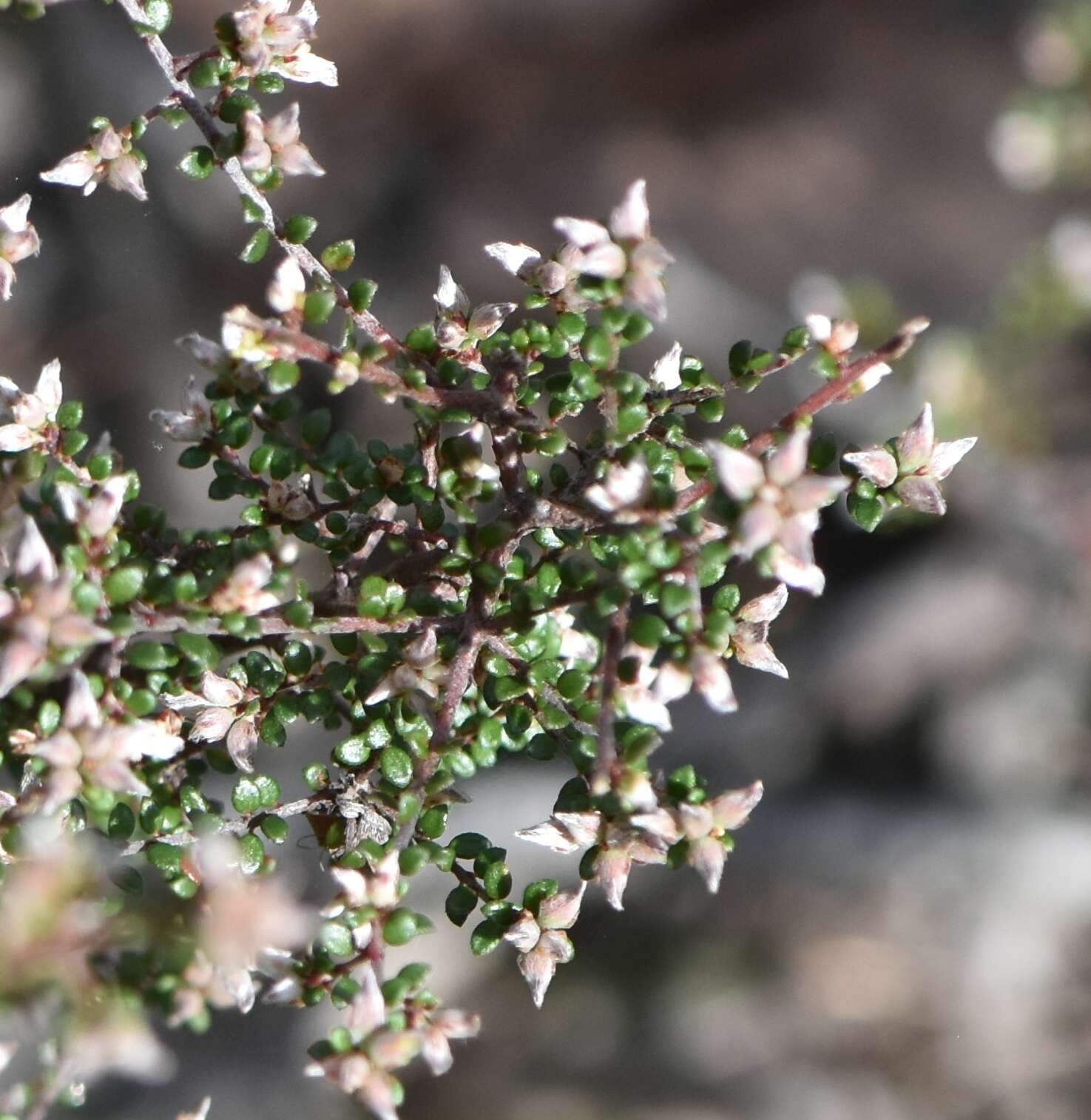 Image of Pultenaea gunnii subsp. tuberculata