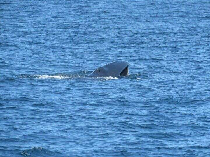 Image of Coalfish Whale