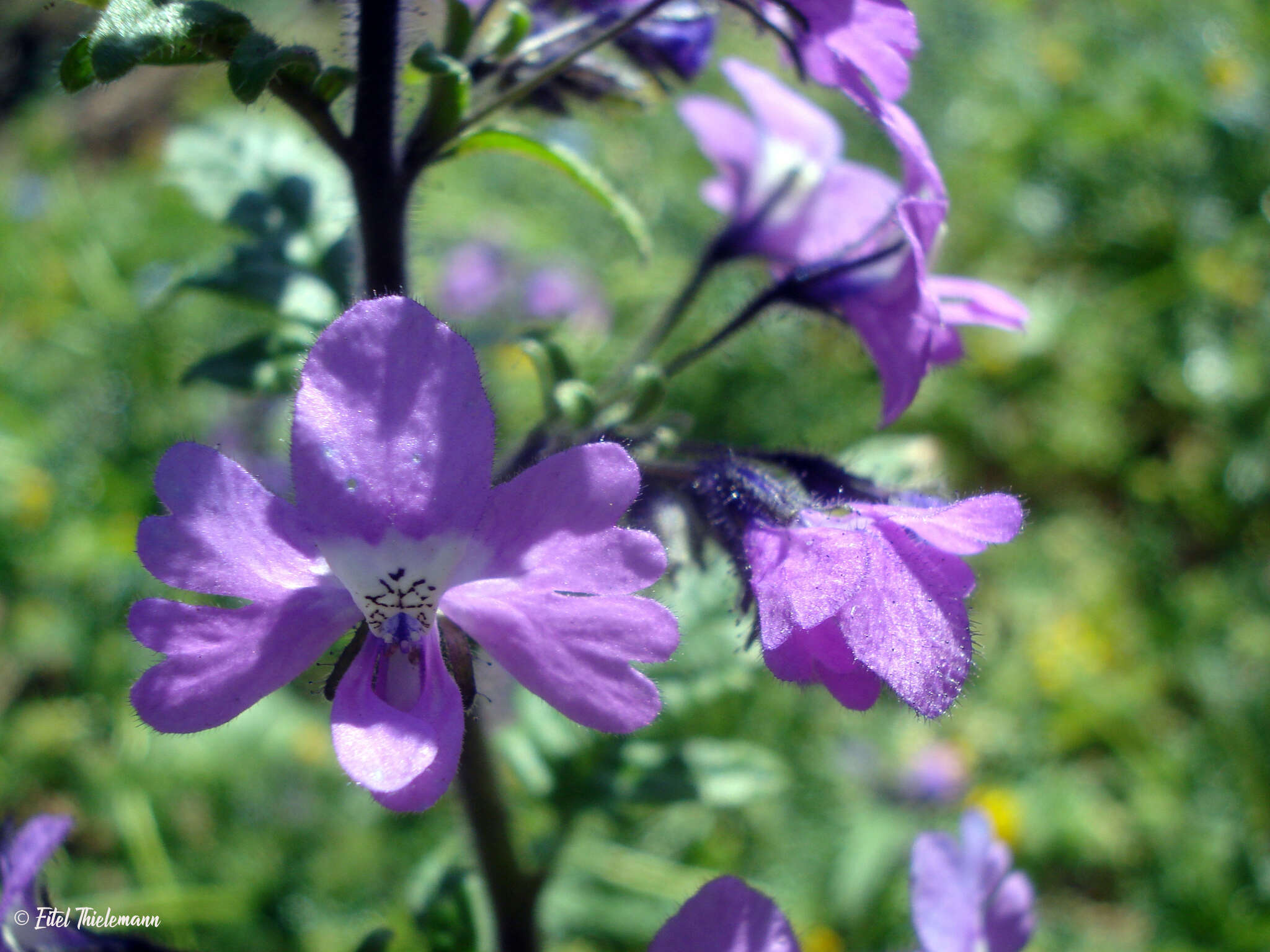 Imagem de Schizanthus laetus Phil.