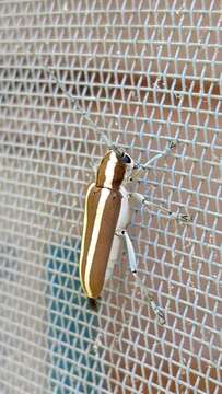 Image of Round-headed Apple Tree Borer