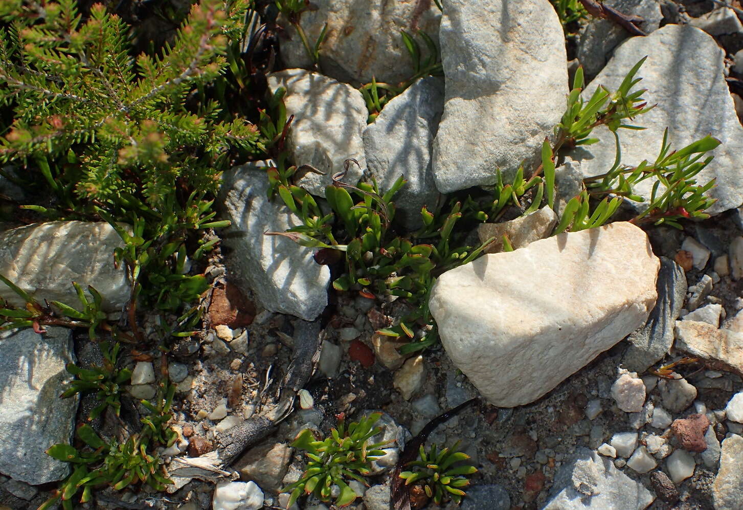 Image of Centella sessilis Adamson