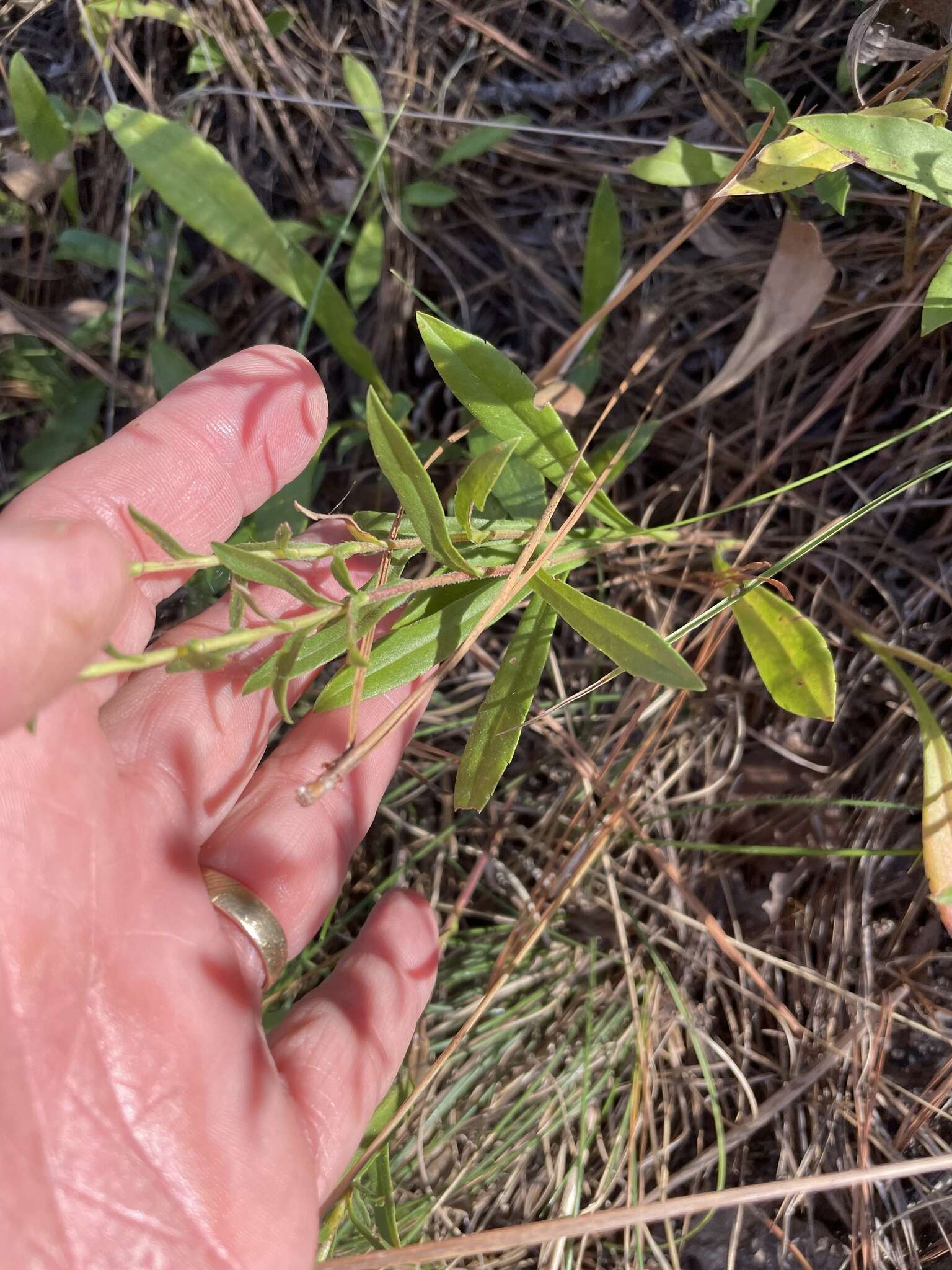 Image of slender aster