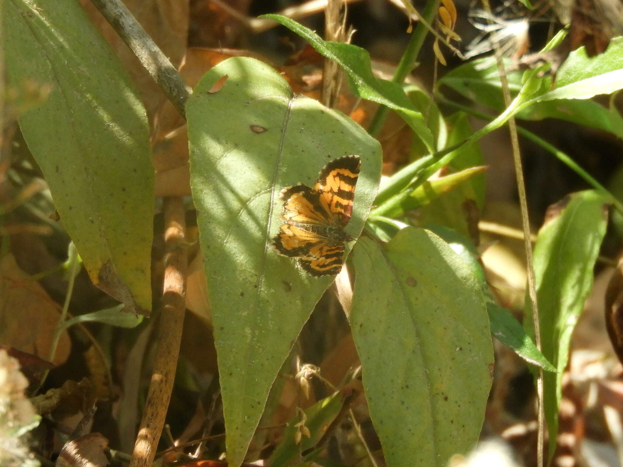 صورة Heterusia cruciata Staudinger 1894