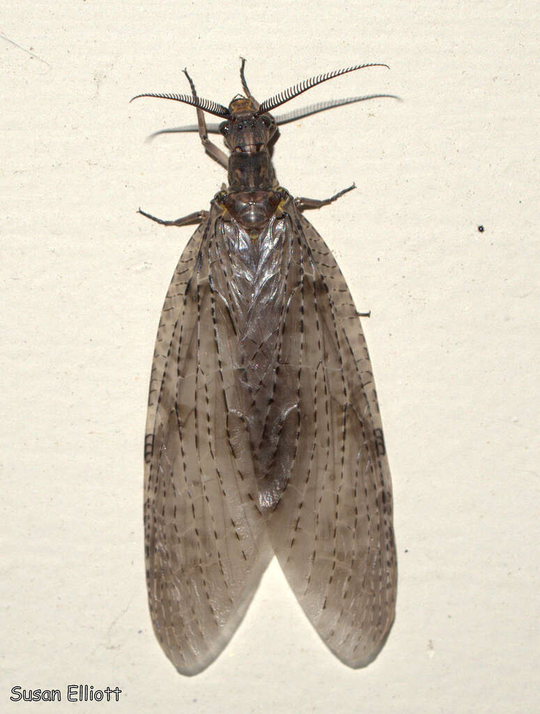 Sivun Chauliodes pectinicornis (Linnaeus 1763) kuva