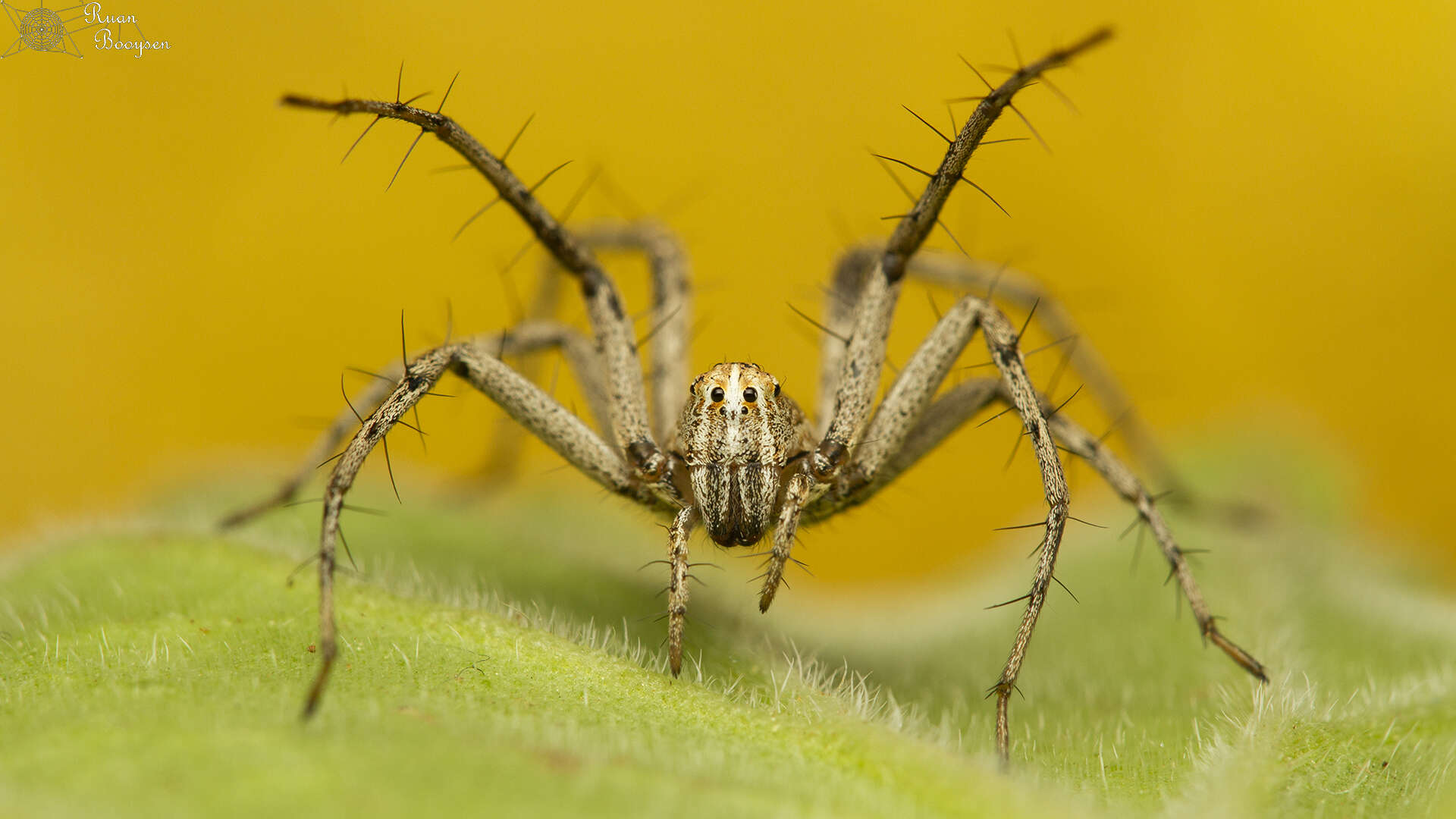 Image of Oxyopes jacksoni Lessert 1915