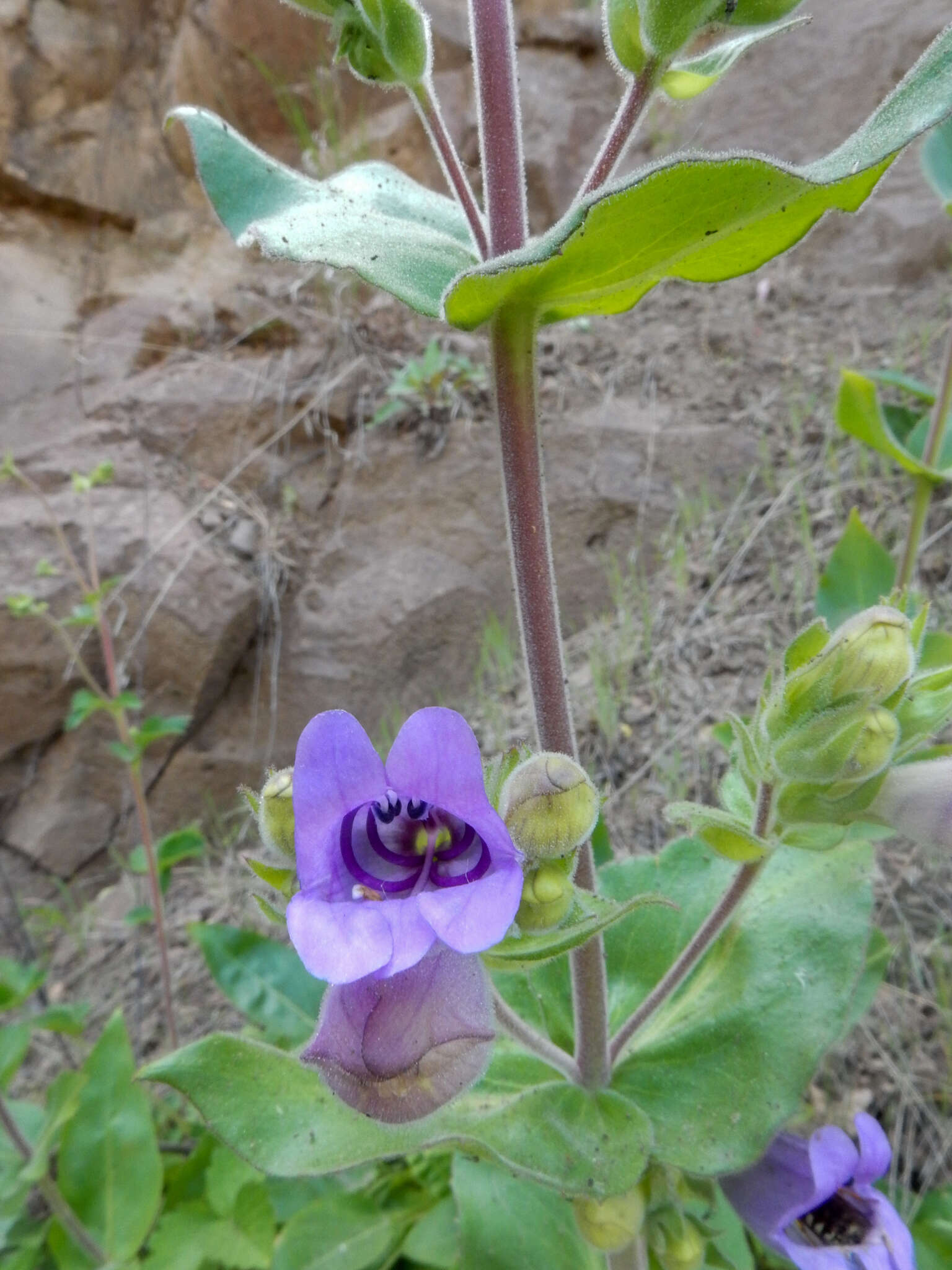 Image of stickystem penstemon