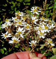 Olearia rani var. colorata (Colenso) Kirk resmi