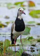 Image of Long-toed Lapwing